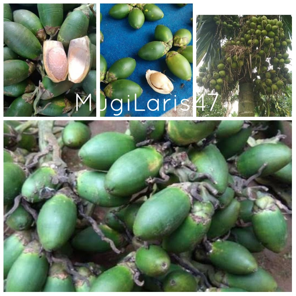 

Buah Pinang Tua Satuan Segar Murah Buah Jebug Tua Obat Herbal