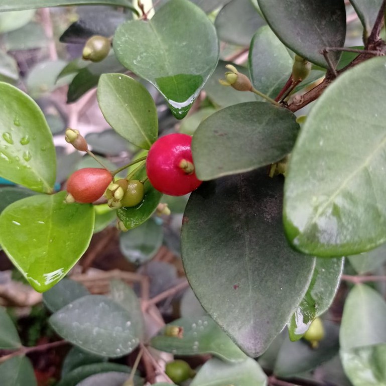 BIBIT BUAH TANAMAN BUAH CHERRY TANAMAN BERKUALITAS