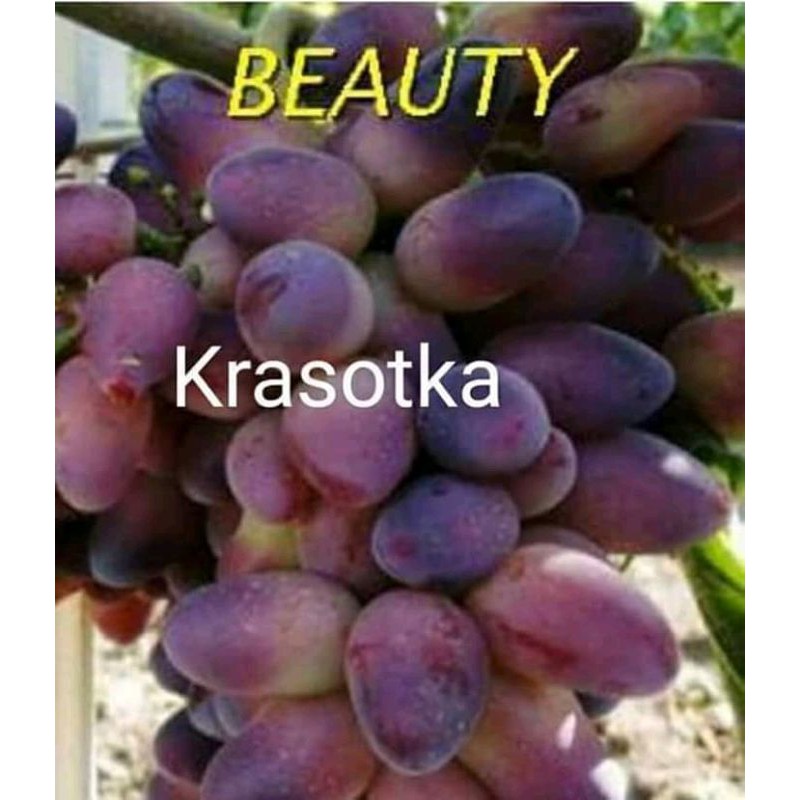 Bibit Anggur Import Ownroot Beauty Krasotka