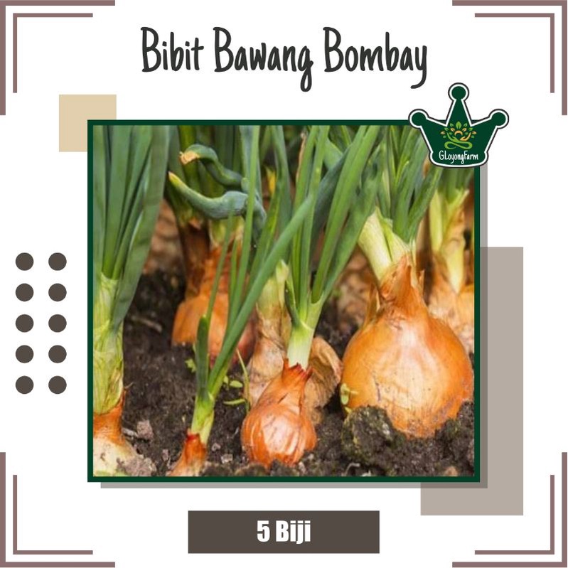 Benih Bawang Bombay Hibrida - Bibit Sayur