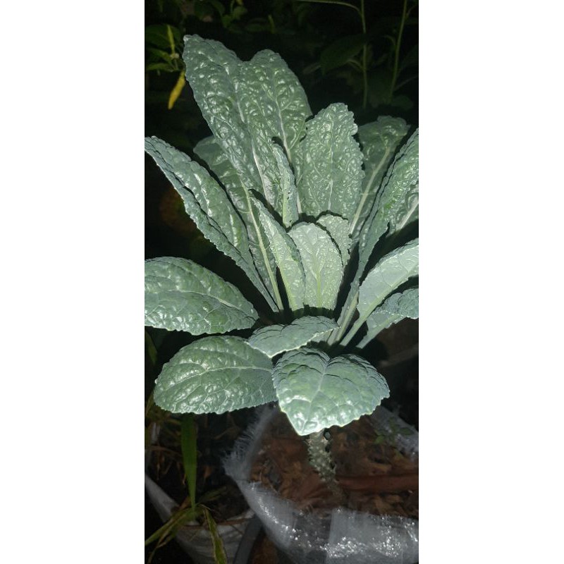 bibit kale nero organik asli