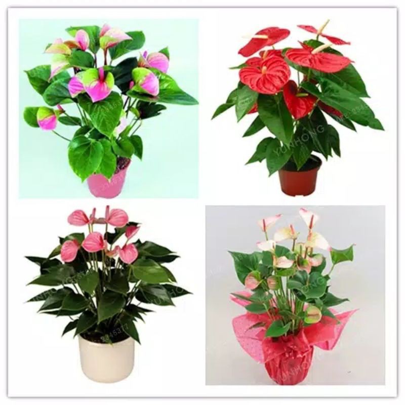 Biji/benih anthurium andraeanum mix