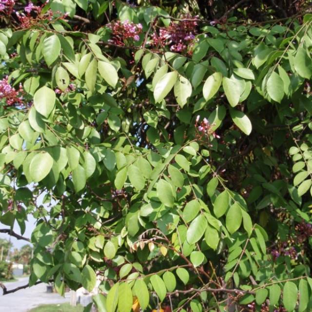 

daun belingbing segar 300 grm