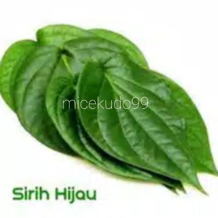 

DAUN SIRIH SEGAR ORGANIK / SURUH / FRESH BETEL LEAF ORGANIC BALI