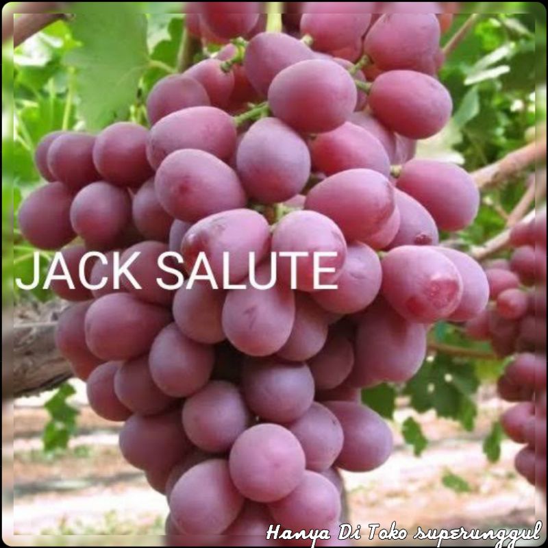 Bibit Anggur import jenis Jack salute