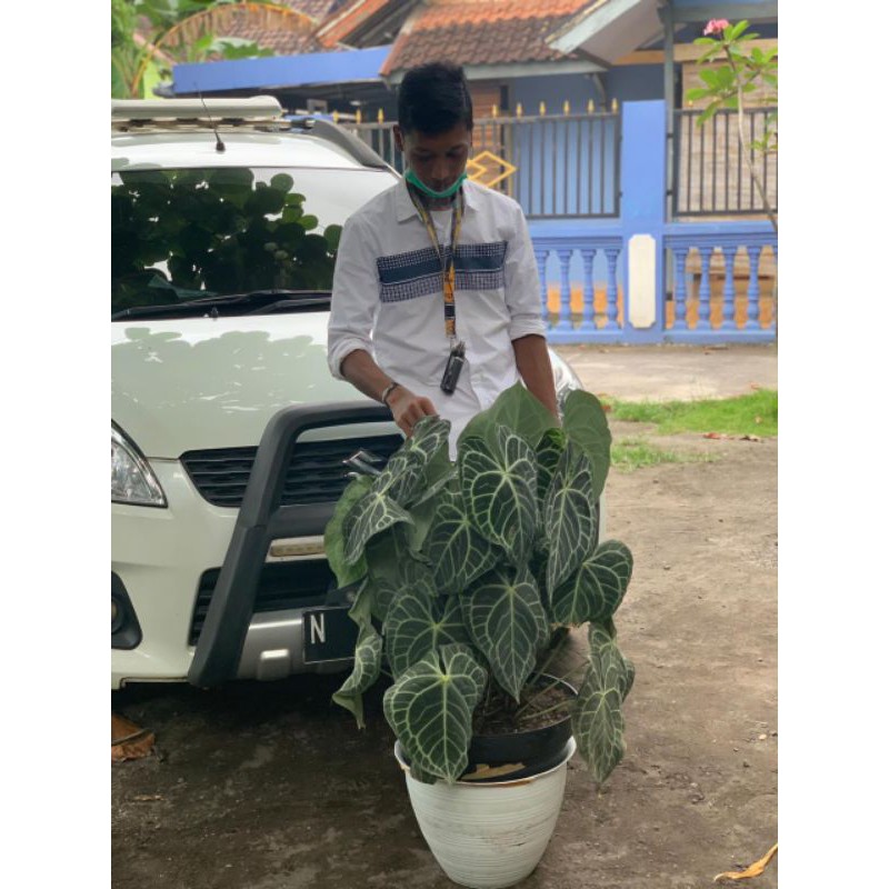 kuping gajah karet tarantula bibit | kuping gajah karet | anthurium clarinervium