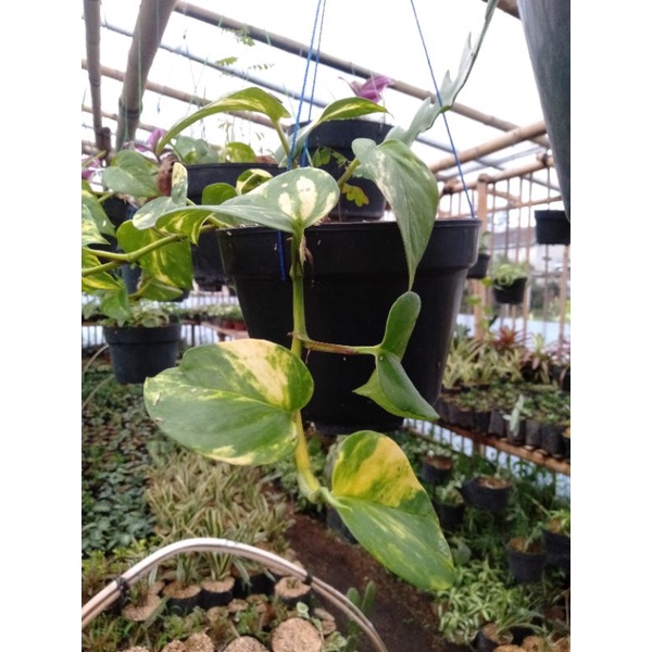 sirih gading varigata kuning