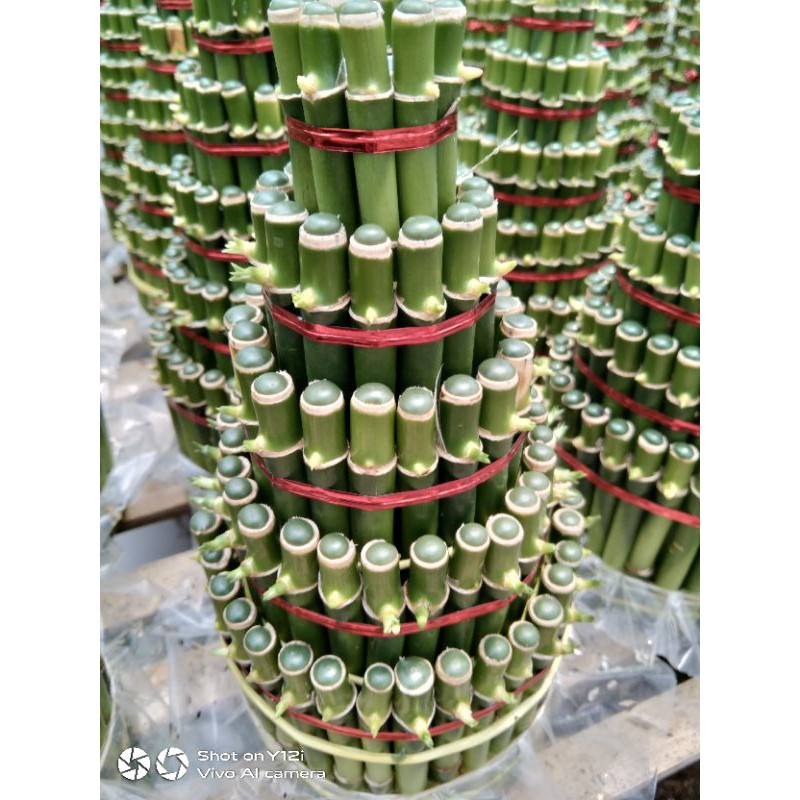 Bambu hoki/Tanaman bambu hias/Bambu mini/Tanaman indor