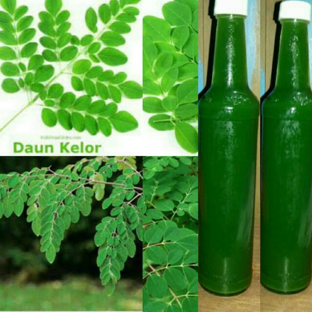 

Sari daun kelor