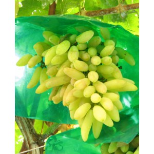 Bibit Anggur Import Banana, Bibit Anggur Import Grafting, Bibit Anggur Import Berbunga, Bibit Anggur