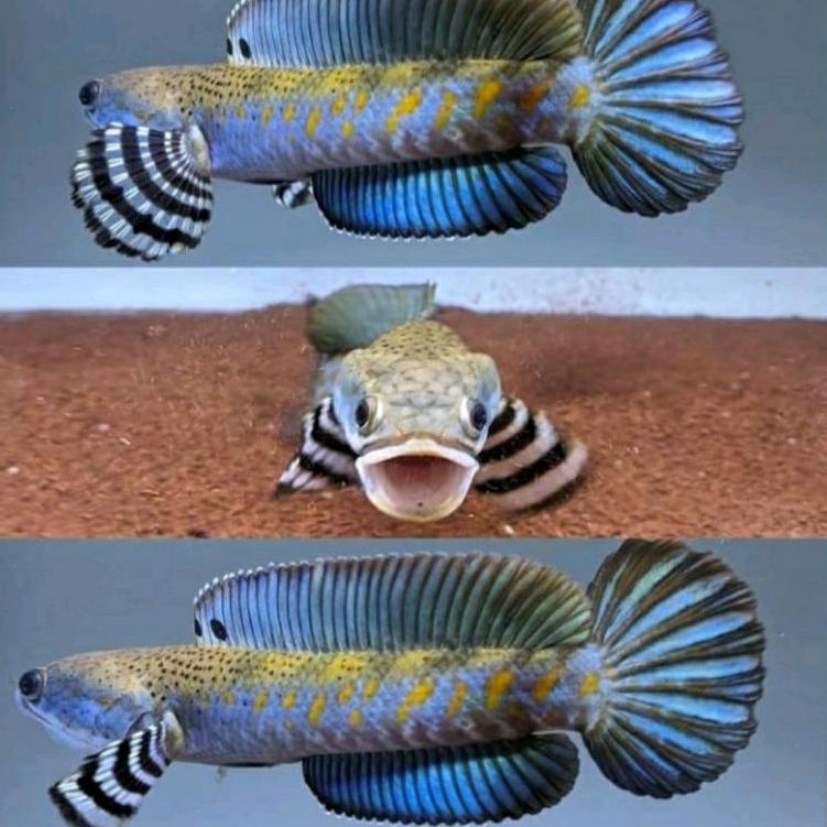 (V5E9) ☆ PROMO BLUE PULCHRA UK 9-10cm SINGLE FIGHTER MURAH //L@a@r@i@s