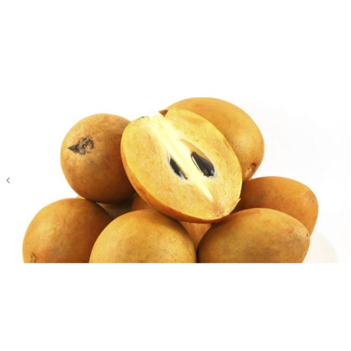 BIBIT SAWO MADU SUPER MANIS