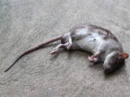 Racun Tikus Ramtus Asli Alami Mati Kering Tidak Bau Pembasmi Pengusir Tikus Super Paling Ampuh 6 Pak