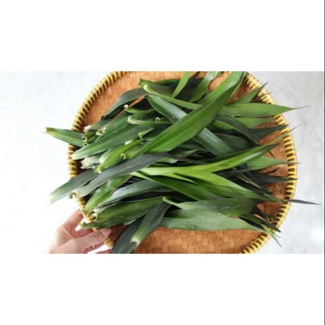 

Daun suji pewarna hijau alami makanan kue antiseptik