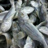 

ikan asin gulama termurah