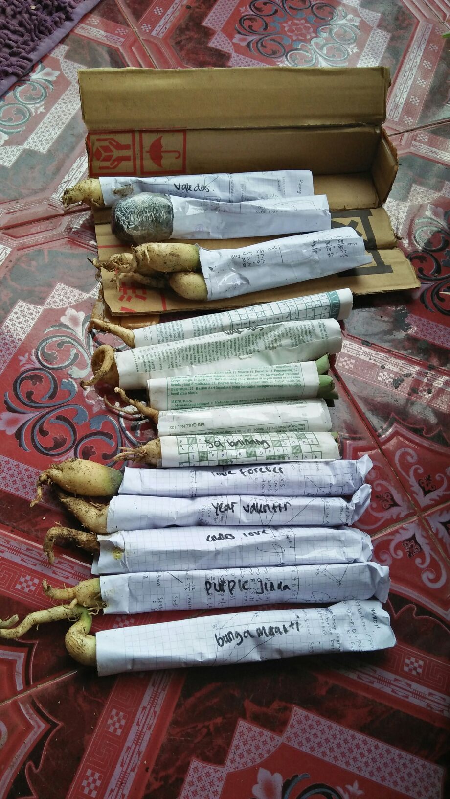 Bibit Kemboja Adenium Buterflay