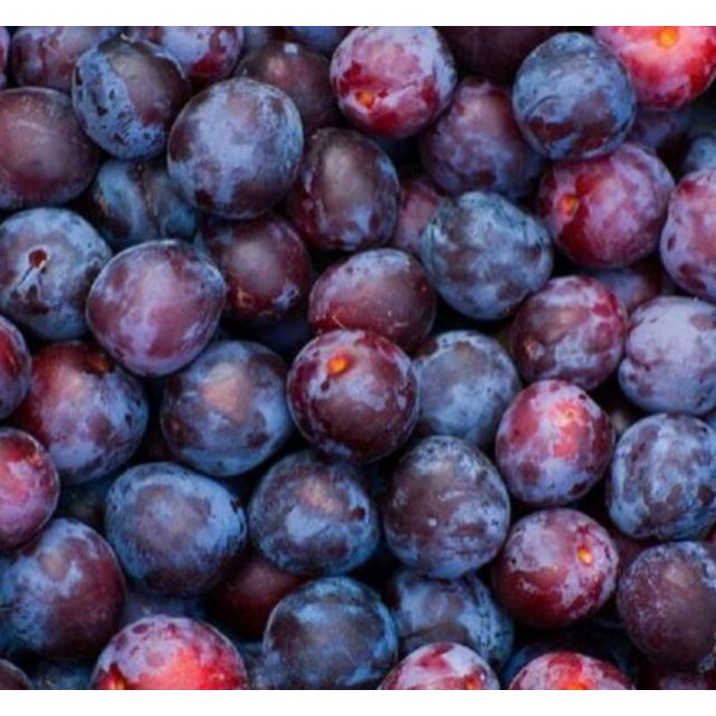 

BUAH PLUM IMPORT PREMIUM 500GRAM