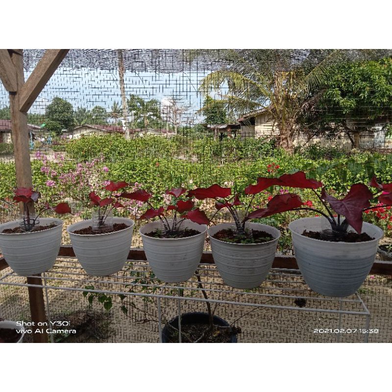 

Red Pelita Indukan (Umbi sebesar Kentang)
