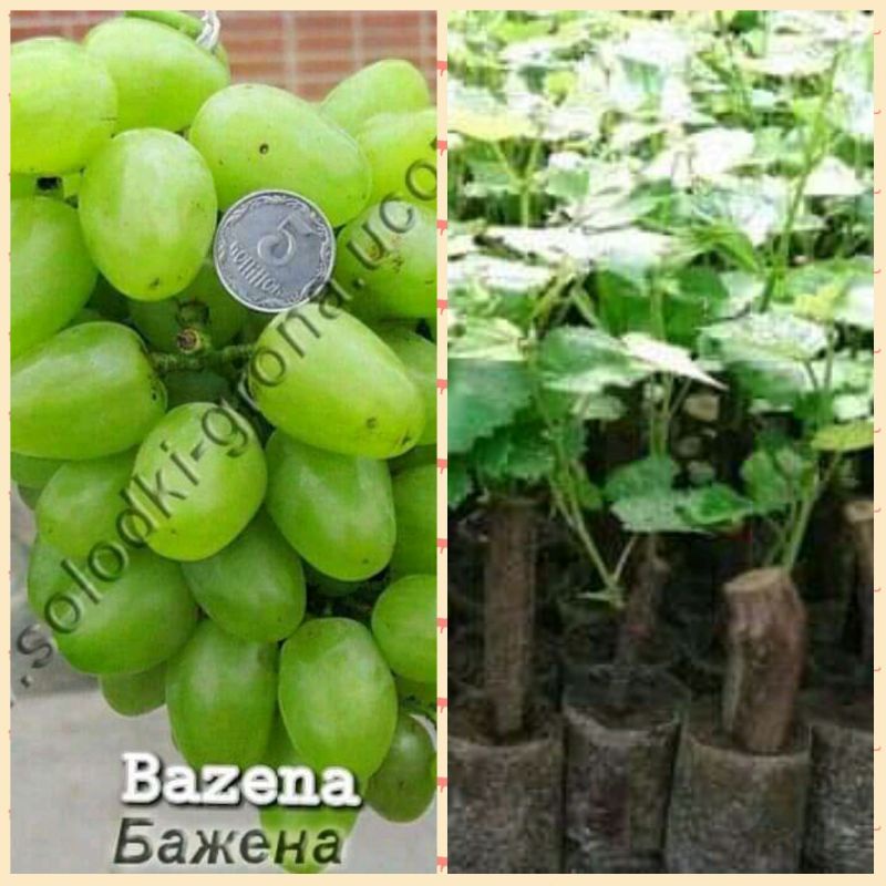 bibit anggur bazena import stek batang