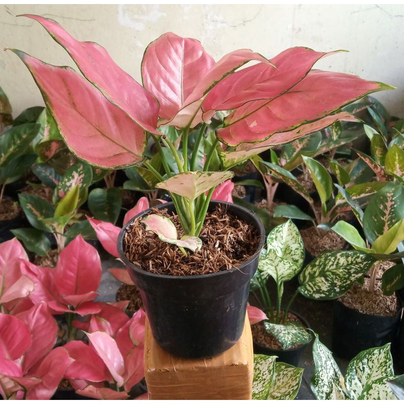 Bunga aglo pink ketrina