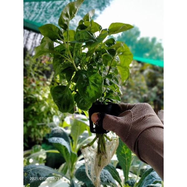 Tanaman Bayam Brazil Hidroponik