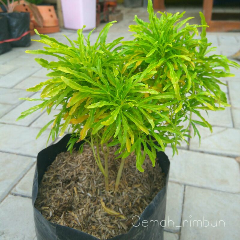 Brokoli hias /Brokoli kuning/tanaman hias brokoli/akasia kuning