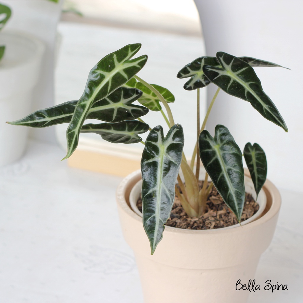 Tanaman Hias Alocasia Bambino
