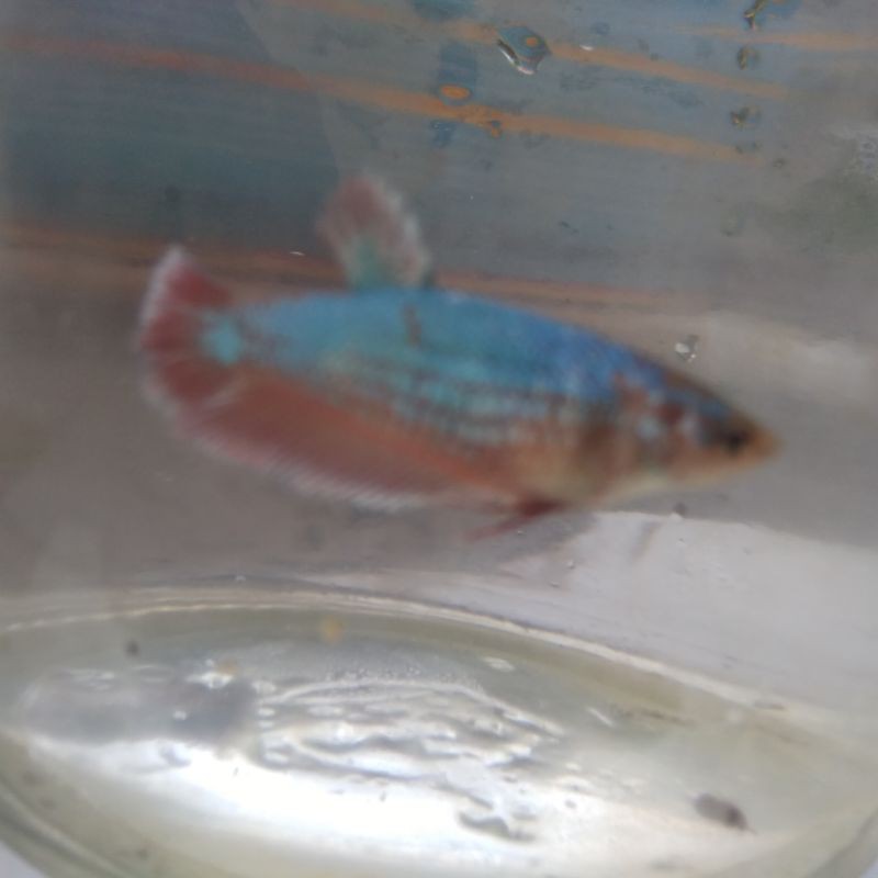 

ikan cupang avatar cewean siap breed