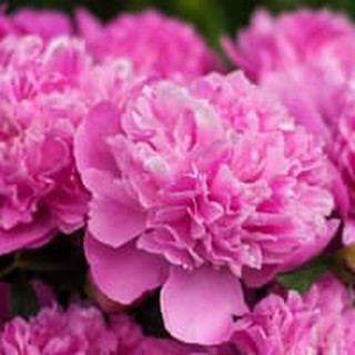Biji Bunga Peony Kuning | Shopee Indonesia