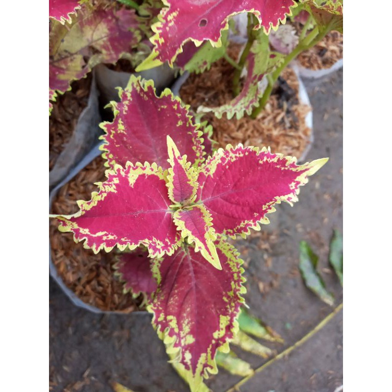 Bunga Cantik Miana Hidup (Berbagai Macam Warna Daun)