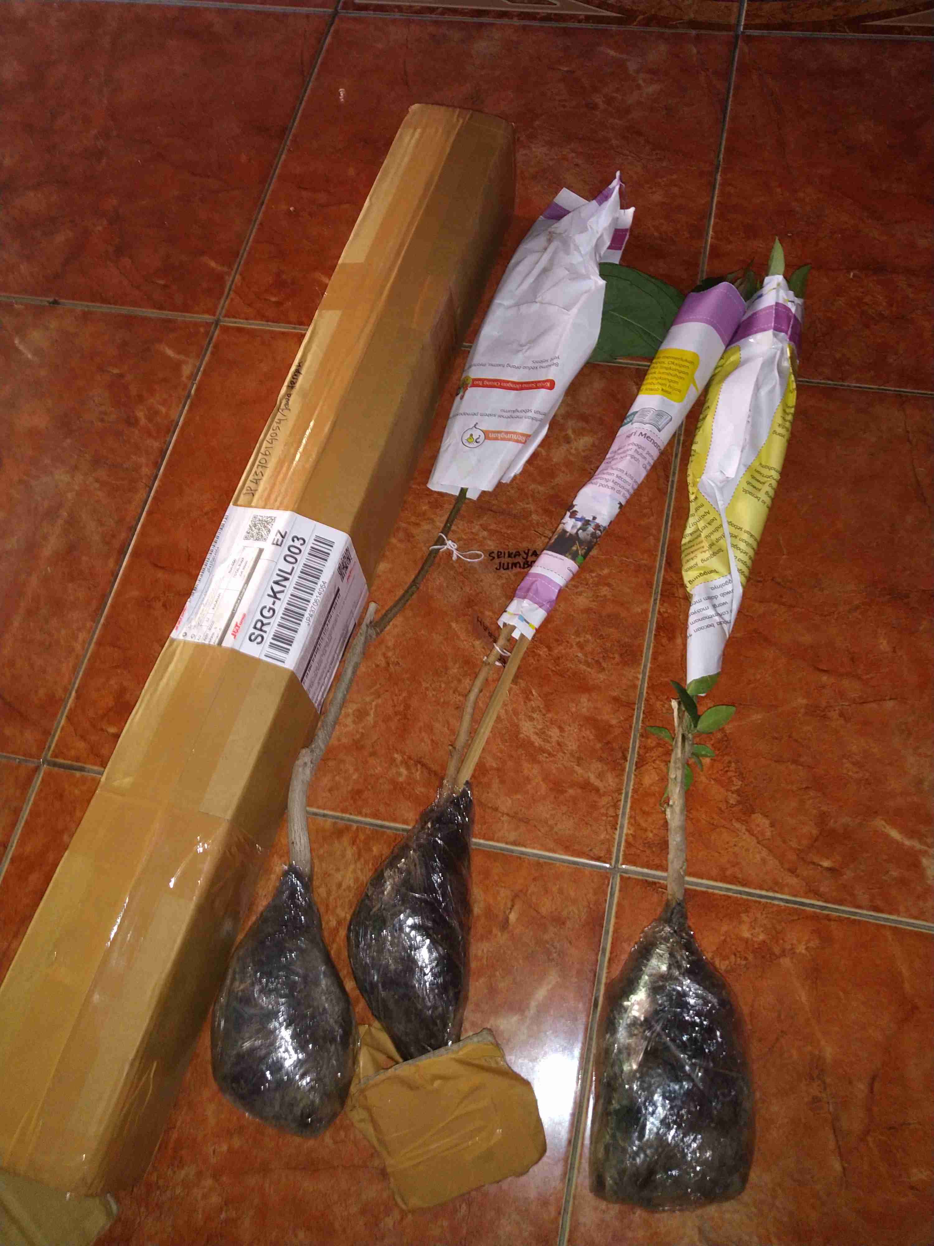 Tanaman Leci Kom / Leci Merah (tinggi 30-50 Cm)