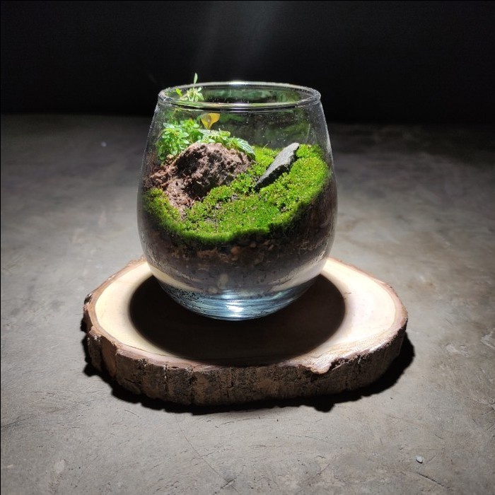 

Plant Gift Set Bowl | Woodland Terrarium | Hadiah Kado Tanaman Hampers