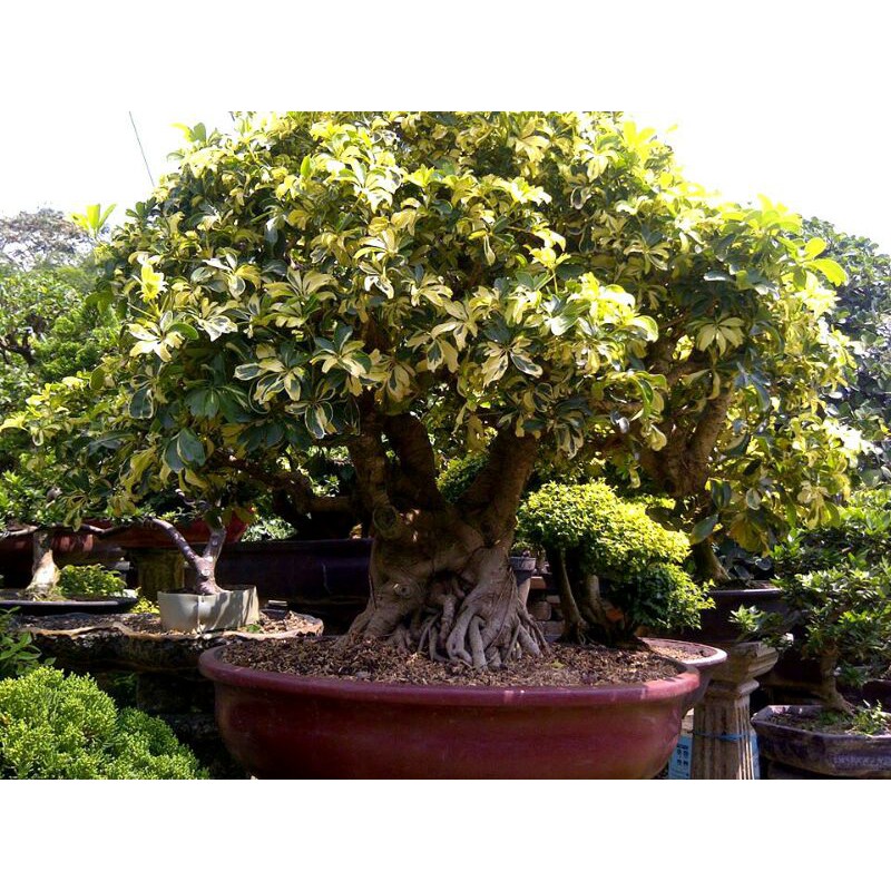 bahan bonsai walisongo varigata program lanjutan