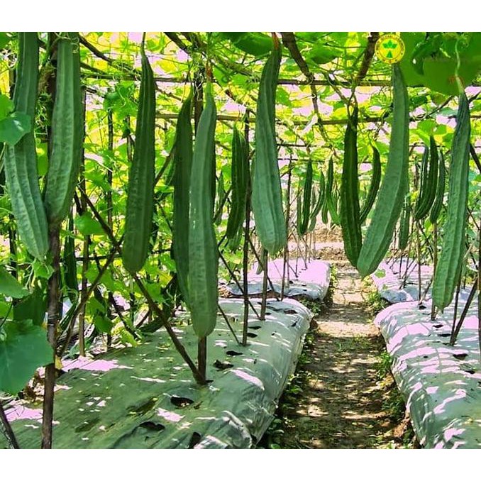 Murah Meriah Kak >>>> Benih Biji Bibit Lokal Unggul Oyong / Gambas Hibrida F1