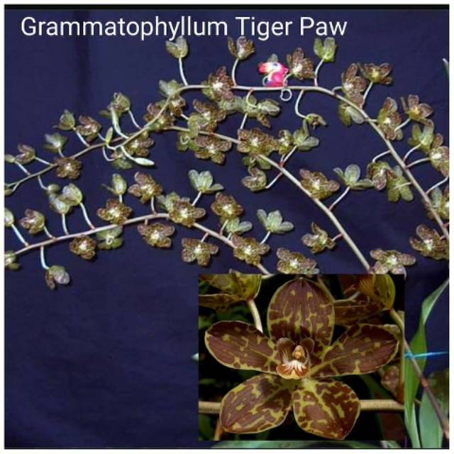 Bibit botol Anggrek Grammathophyllum Tiger paw
