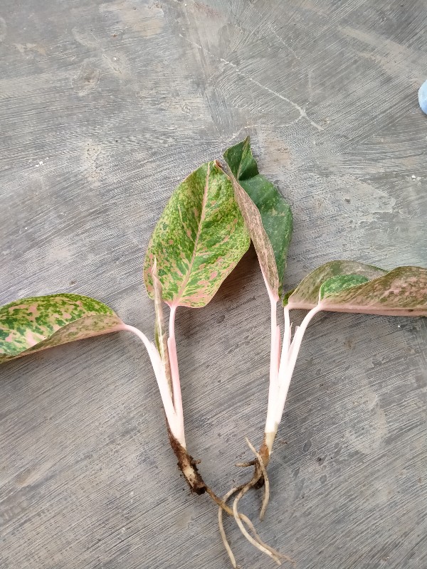 Aglonema Murah Warna Pink