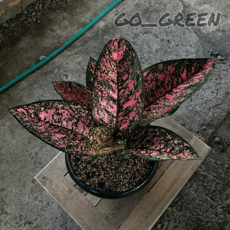AGLONEMA RUBY PINK// anakan aglonema Ruby pink mewah (COD)