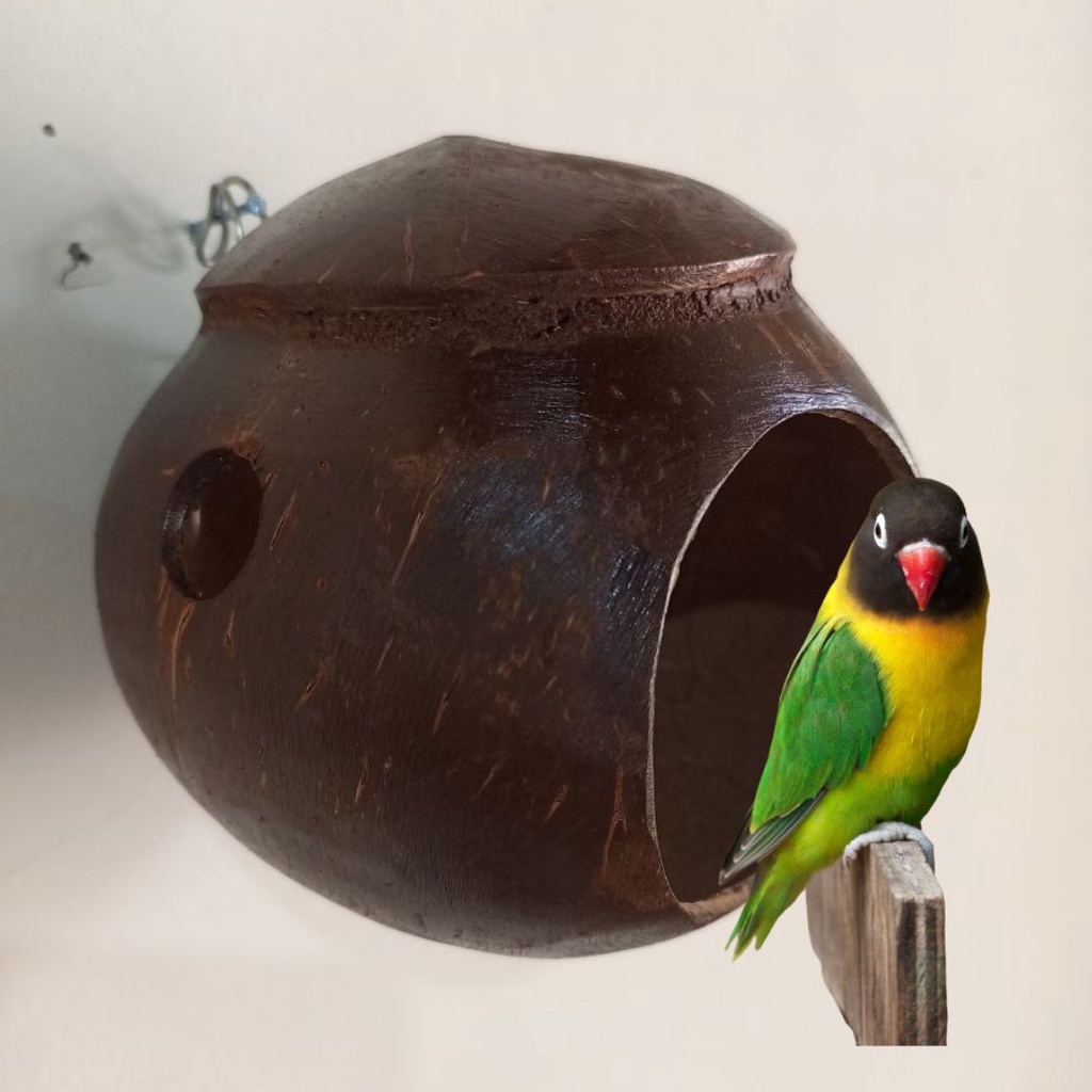 GLODOK BATOK KELAPA LOVEBIRD TERBAIK