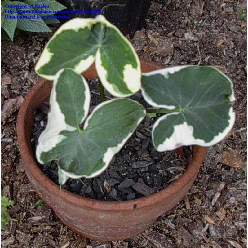 Tanaman Hias keladi tikus varigata - keladi kantung Semar(Xanthosoma)