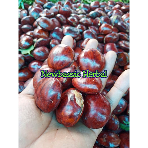 

jengkol tua super fresh 500g