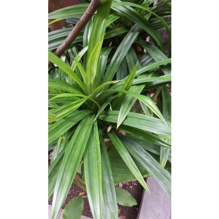 

DAUN PANDAN SEGAR - Bumbu dapur