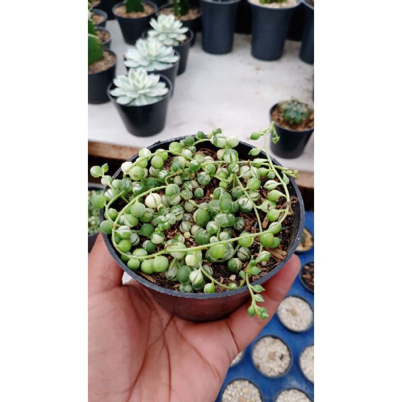 kaktus/SKULEN kaktus tasbih