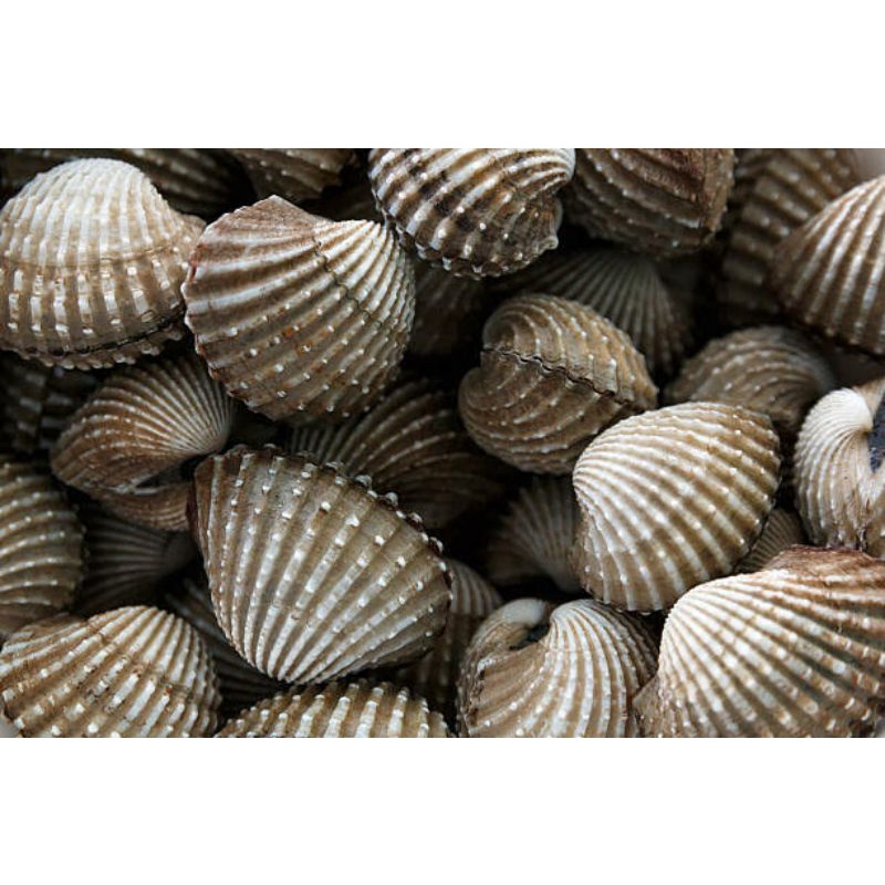 

kerang dara fresh 1kg