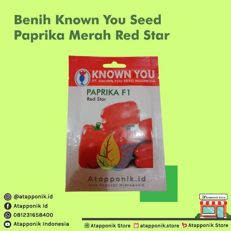 benih bibit paprika red star KYS