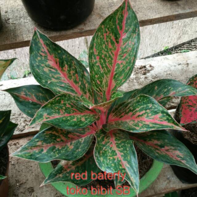 Bunga aglonema red baterflay | Shopee Indonesia