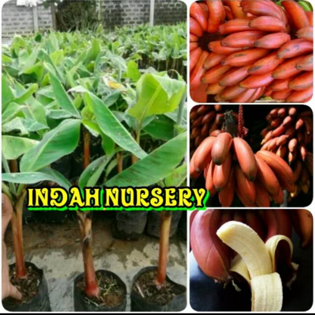 BIBIT BUAH PISANG MERAH