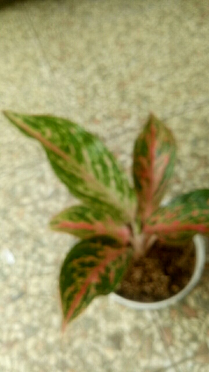 Aglonema Widuri / Aglaonema Red Peacock Remaja