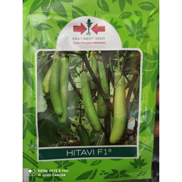 BENIH TERONG HIJAU HITAVI F1 CAP PANAH MERAH