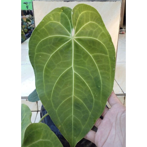 promo kuping gajah magnificum norte batang kotak size besar