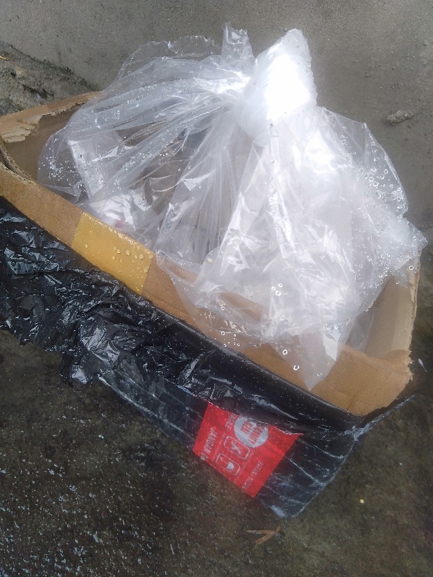 Ikan Pembersih Sapu Sapu Hitam Aquascape